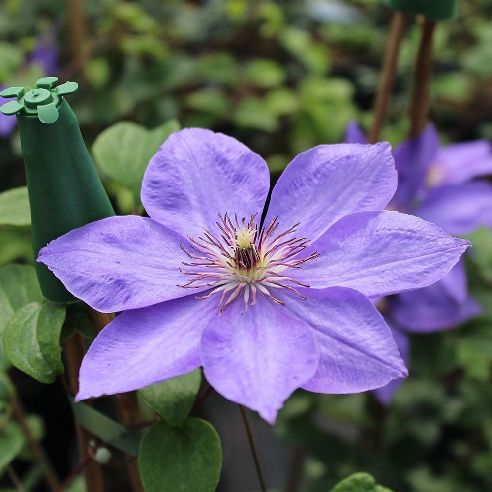 Clematis Elsa Spath